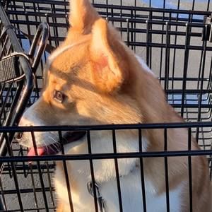 Meet your Posher, Tan